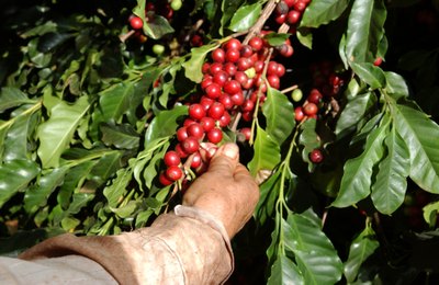 Colheita e pós-colheita definem qualidade e valor do café brasileiro, aponta especialista
