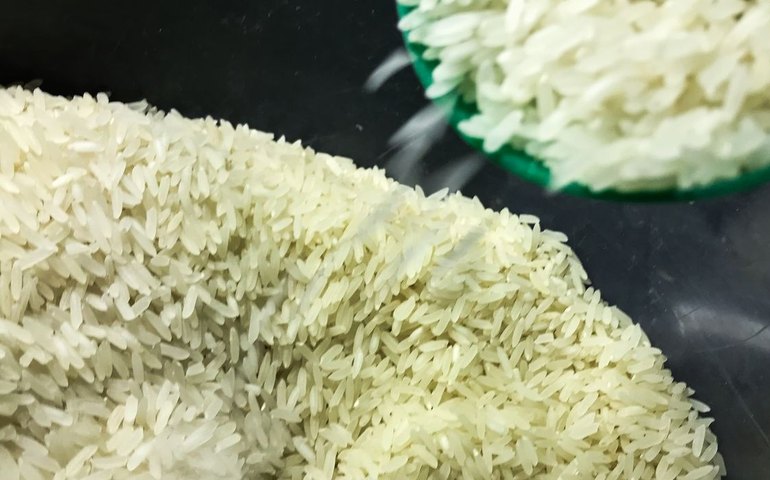 Conab vai doar sementes de arroz para agricultores familiares do RS