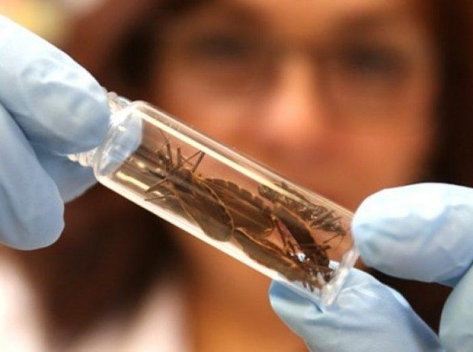 Saúde orienta sobre riscos, prevenção e tratamento da Doença de Chagas