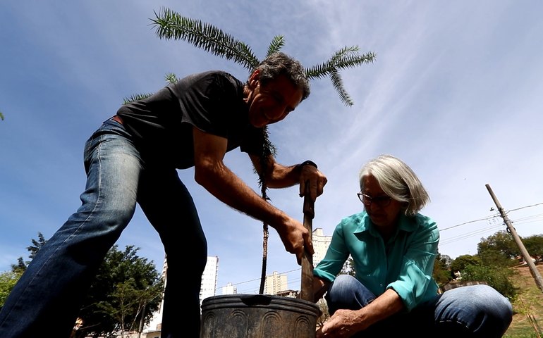 Respirar melhor: TV Aparecida evidencia como árvores transformam o espaço urbano