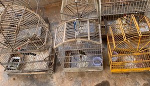 Cerca de vinte pássaros silvestres são resgatados de cativeiros ilegais em Sergipe