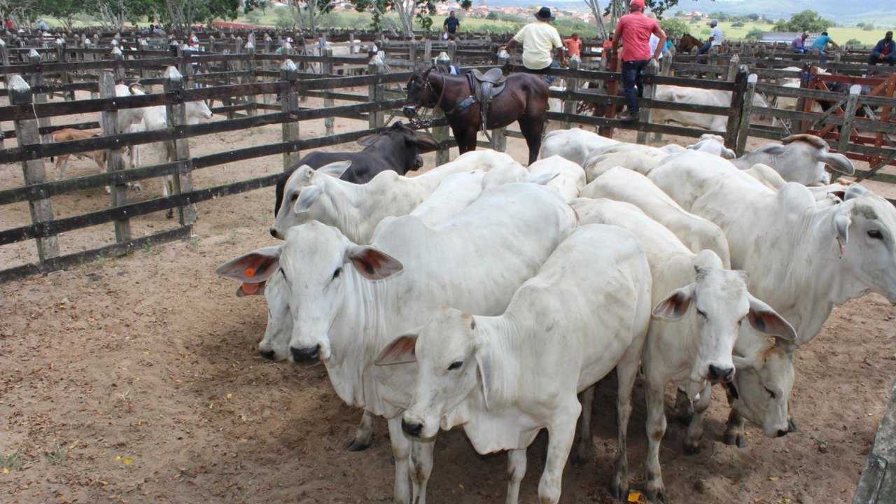 Alagoas se aproxima do status de Zona Livre sem vacinação contra a Aftosa