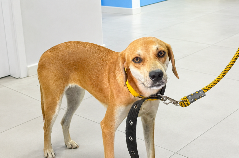 Dia do Cachorro Caramelo é celebrado pela importância da adoção responsável