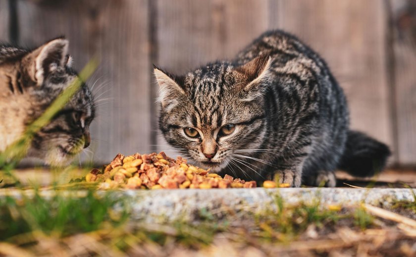 Saiba como garantir a saúde digestiva de seu pet