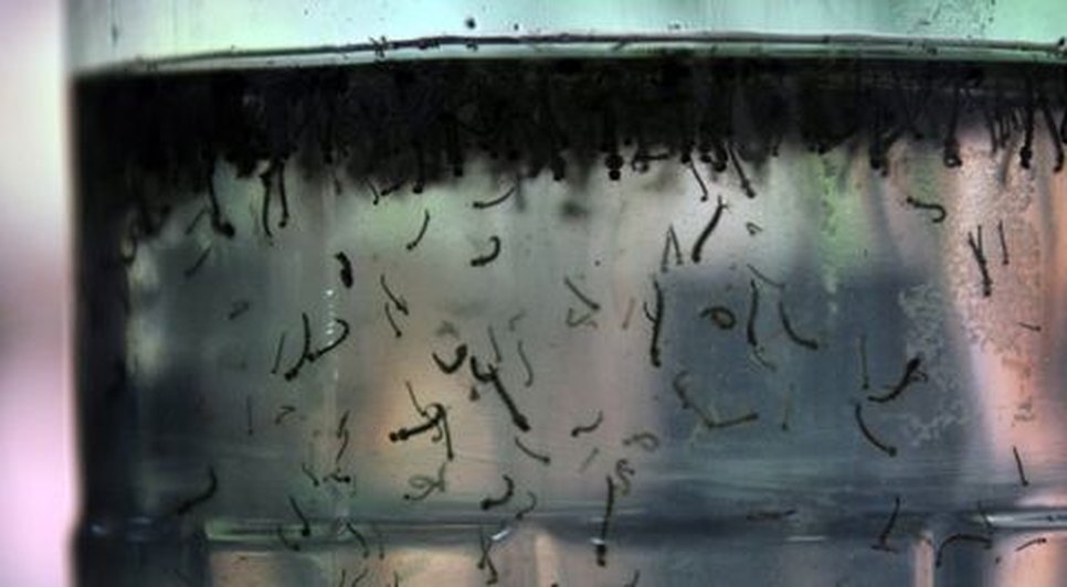 dengue