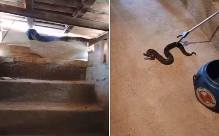 Serpente de dois metros é capturada em telhado de casa em Minas Gerais