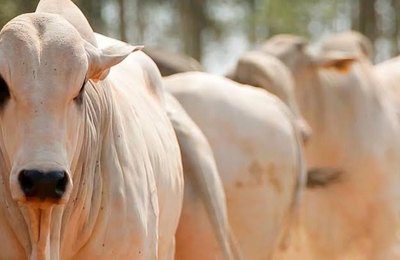 Secretaria de Saúde alerta agricultores para circulação de tuberculose em bovinos na zona rural de Palmeira