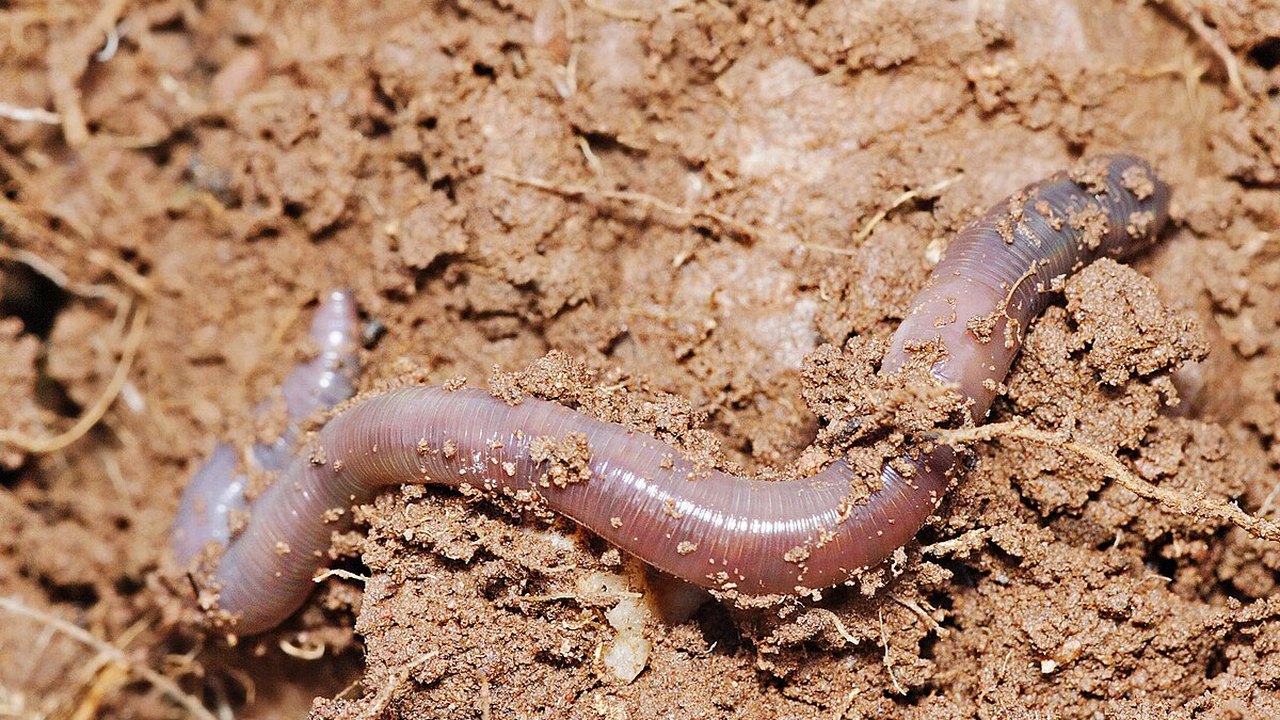 No Reino Unido, população é convocada a dançar para que as minhocas saiam debaixo da terra