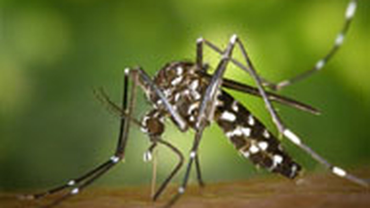 Pesquisa com mosquitos visa reduzir transmissão da dengue