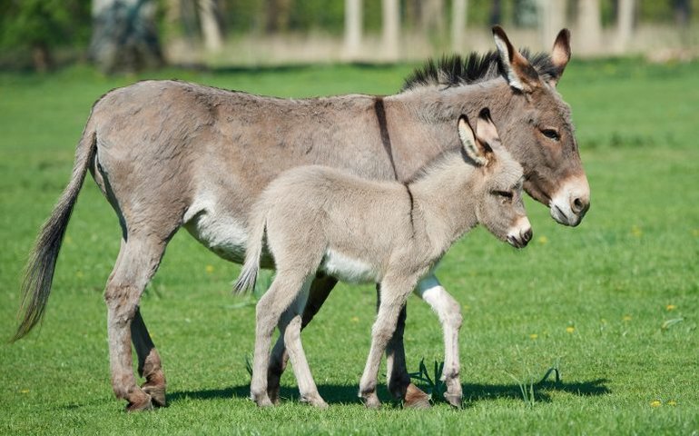 Comissão de Meio Ambiente debate projetos que proíbem o abate de jumentos no Brasil