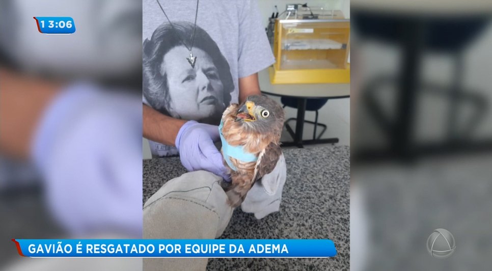 Resgate gavião