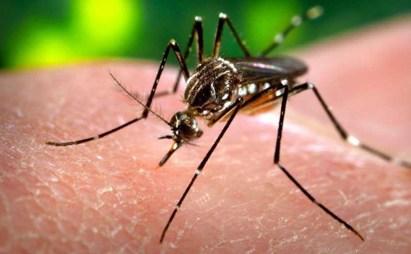 Casos de dengue em Maceió sobem 201,32%; veja bairros com maior incidência