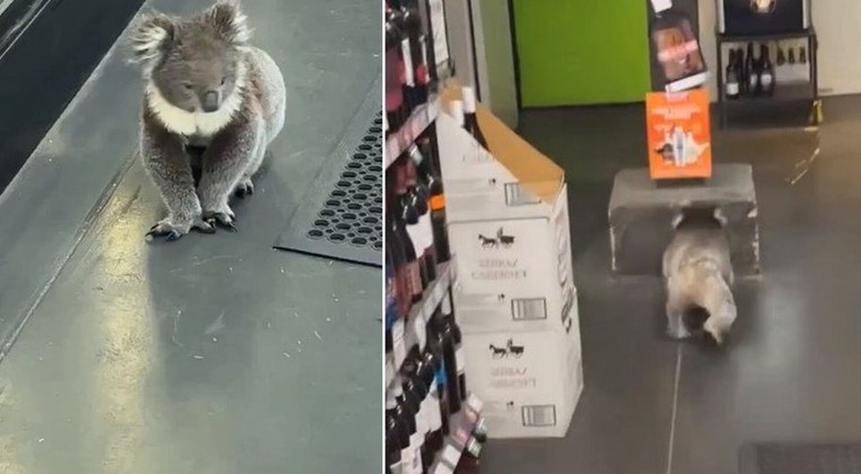 coala-secao-vinhos-australia-26072023203044393