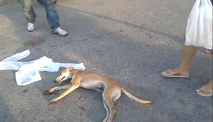 cachorro itabaina / Foto: redes sociais 