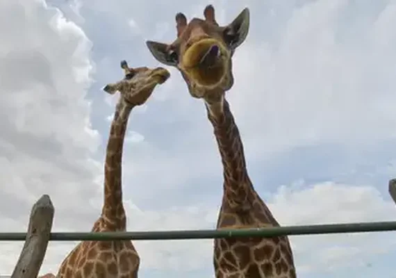 Girafa recém-nascida no zoo de SP já tem nome e RG