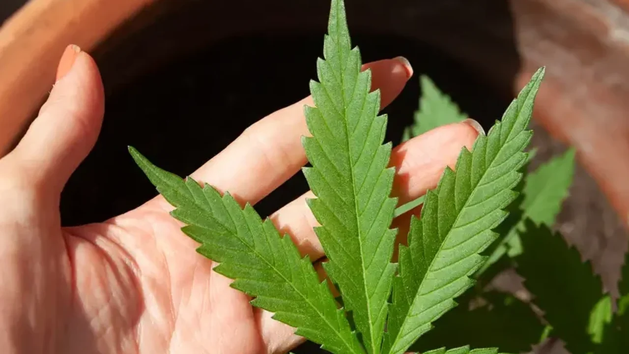 Cannabis: 15% já consumiram maconha no Brasil; taxa mais que dobra em 20 anos