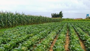 LAVOURAS AGRICULTURA