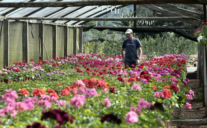 Pandemia faz produção de flores ir para o lixo