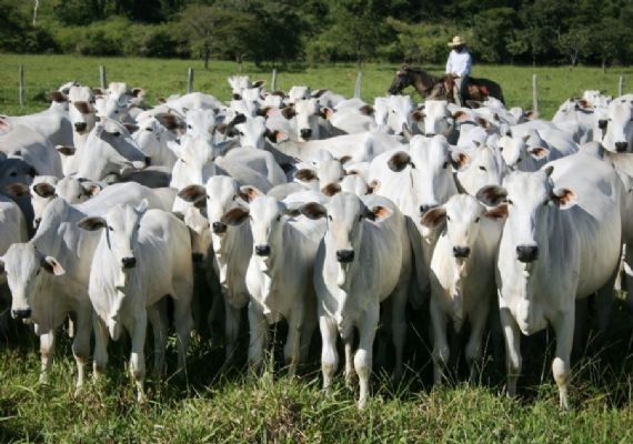 Adeal alerta sobre obrigatoriedade de vacinação contra brucelose