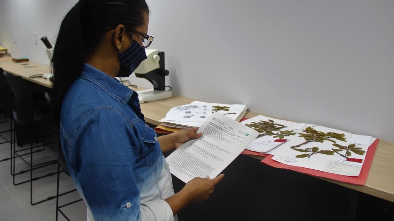 Nova espécie de árvore é encontrada em Alagoas