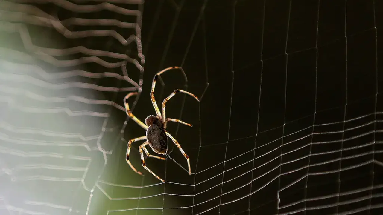 Mais de mil aranhas venenosas são apreendidas em operação na França