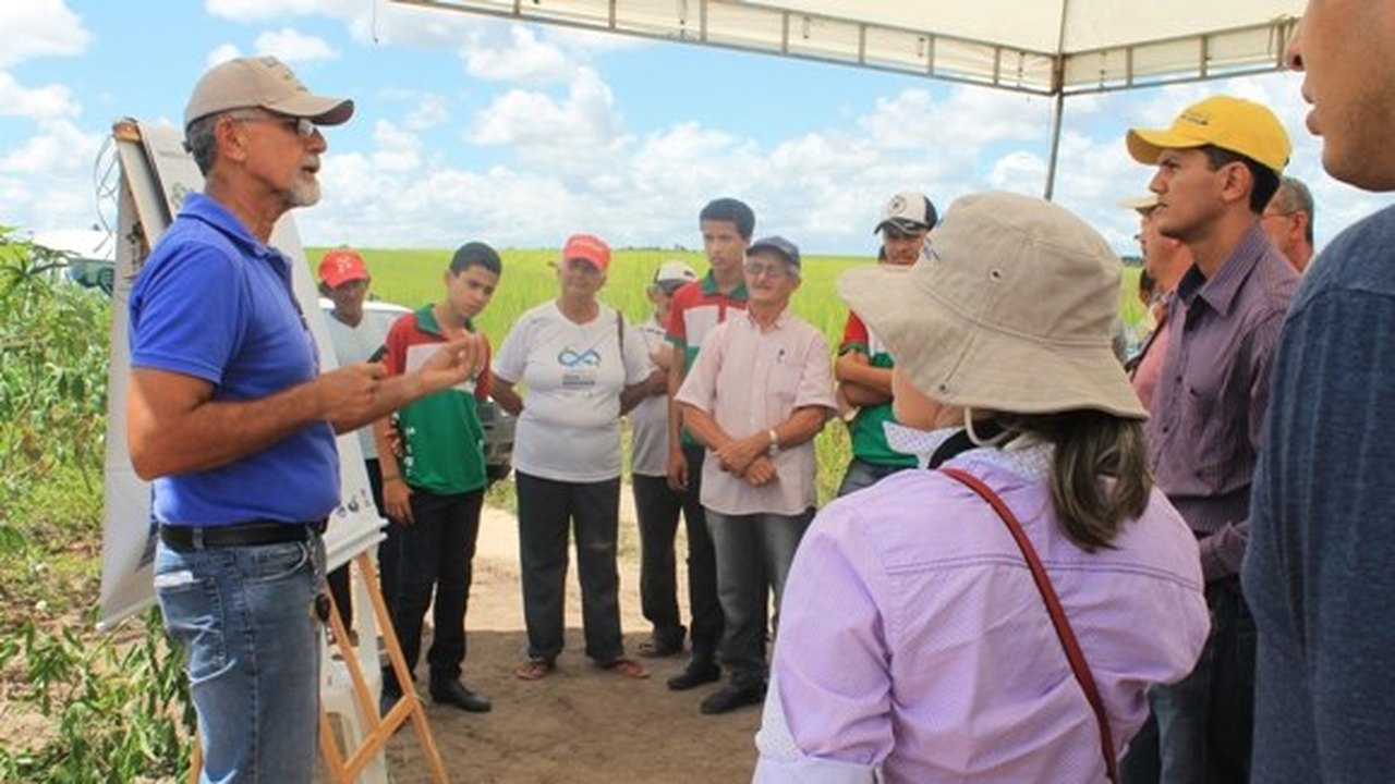 Fapeal e Embrapa apoiam agricultores da cadeia produtiva da mandioca