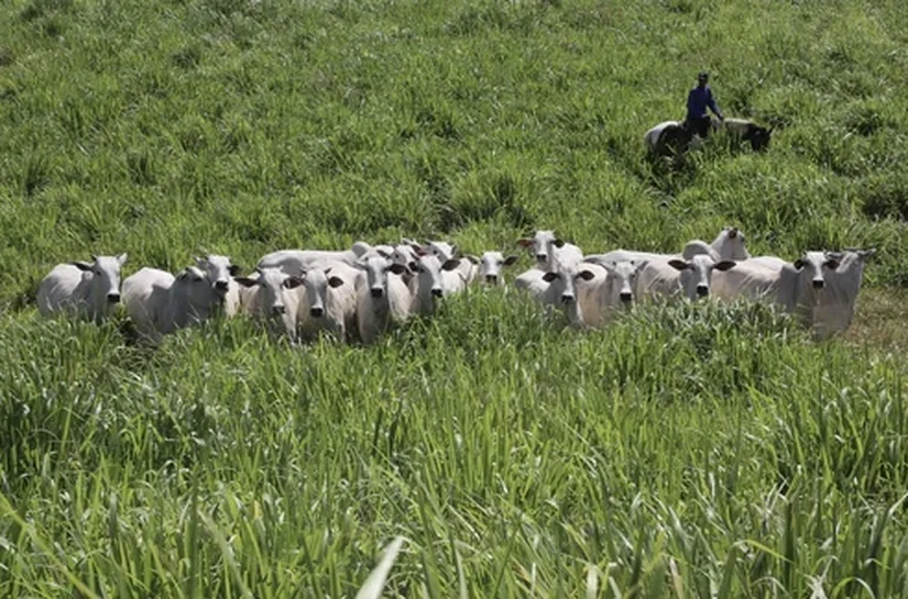 Leilão Varrela oferta genética Nelore neste sábado com 39 lotes
