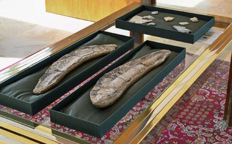 Fósseis nacionais localizados na Argentina e na Itália são devolvidos para o Brasil