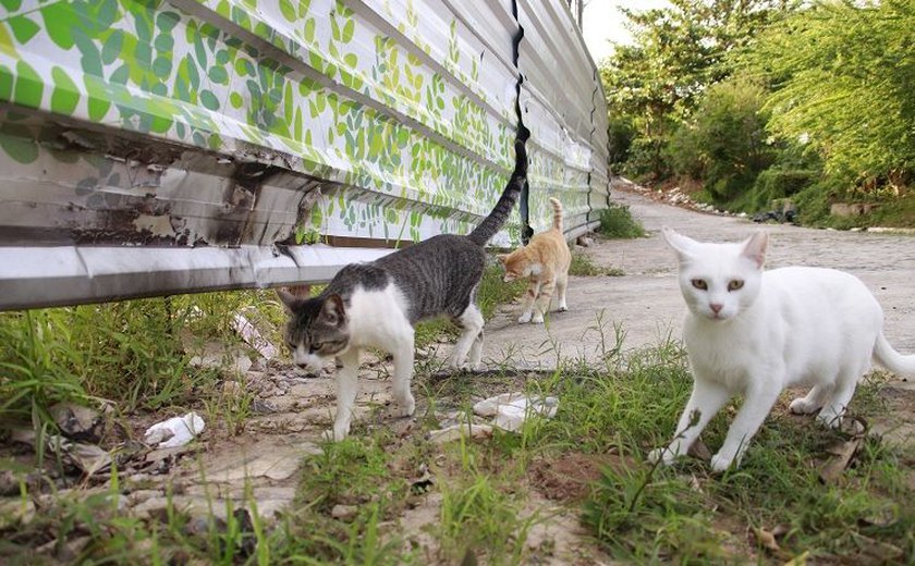 Abandono de animais tem crescido em bairros afetados pela mineração