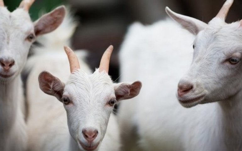 Catar abre mercado para carne de caprinos e ovinos do Brasil