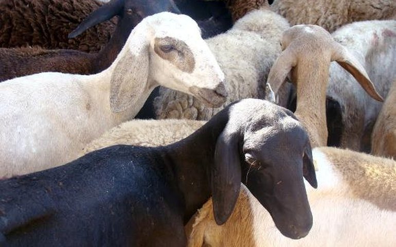 Entidades discutem panorama de ovinocaprinocultura em Alagoas