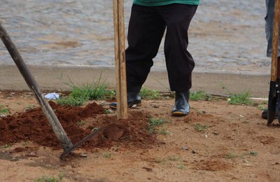 Prefeitura e Ufal promovem arborização de conjuntos habitacionais de Arapiraca 