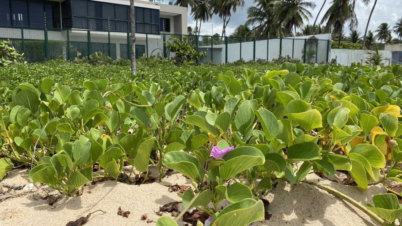 Licenciamento ambiental e preservação da restinga são tema de palestra gratuita em Maceió