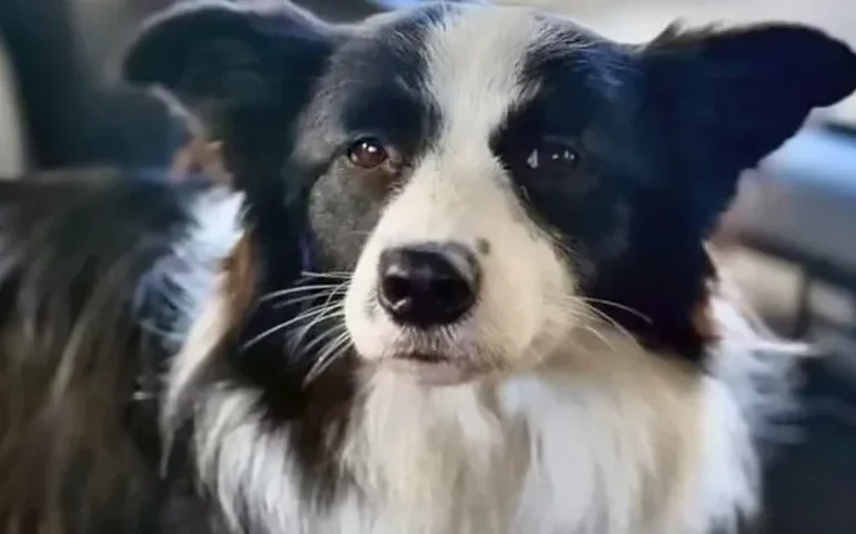 Cadela resgatada após três dias presa em carro em Copacabana se recupera bem