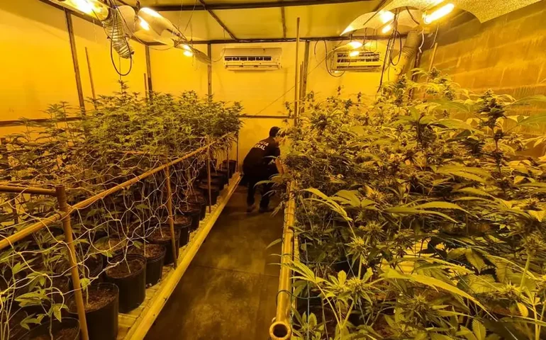 Rotam encontra estufa de maconha e arma de fogo em residência