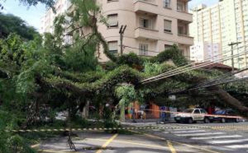 Temporal derruba 198 árvores e fecha Parque Ibirapuera, em São Paulo