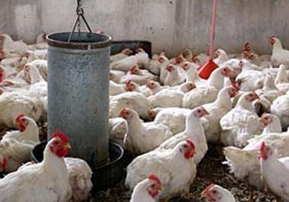 Veterinários da Adeal participam de treinamento sobre Influenza aviária