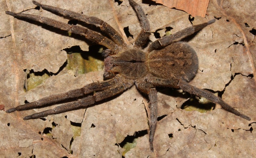 Aranhas ocupam terceiro lugar no número de acidentes com animais peçonhentos