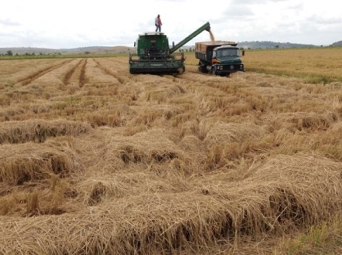 Agricultura: Safra de arroz 2017/2018 será recorde em Alagoas