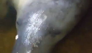 Peixe-boi-marinho é encontrado por moradores no Litoral Sul de Sergipe; VÍDEO