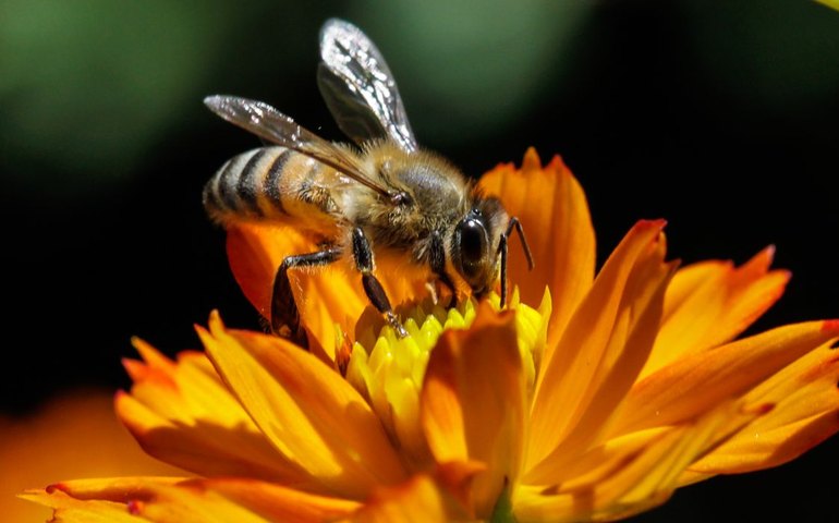 Museu do Mel: experiência pioneira em visita ao mundo das abelhas