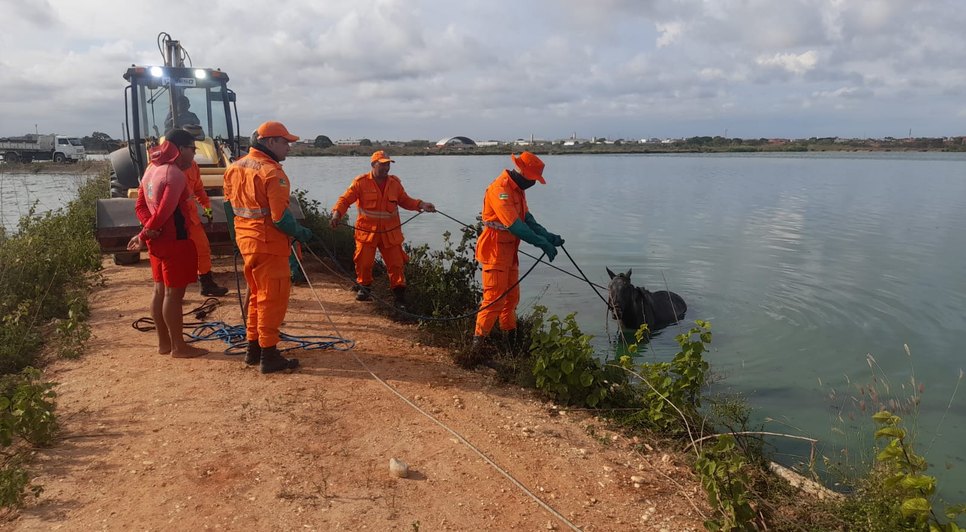 Cavalo cai dentro de estação de tratamento de esgoto na Grande Aracaju