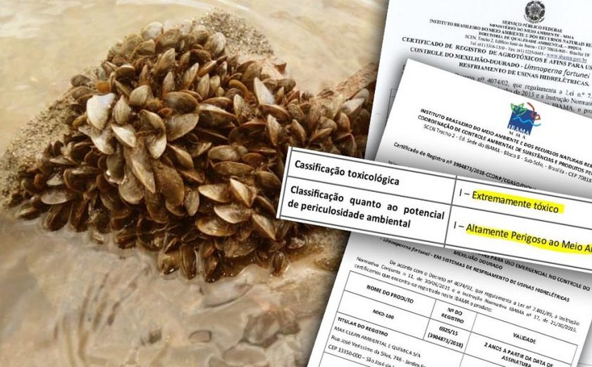 IBAMA autorizou CHESF a usar produto “Altamente Perigoso ao Meio Ambiente” no combate ao mexilhão dourado