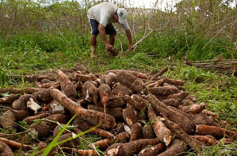 Desenvolve discute melhorias da cadeia da mandioca em Palmeira dos Índios