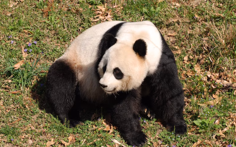 Pontos de agilidade insuficientes: panda fica preso em copa de árvore no zoológico da cidade chinesa de Tianjin