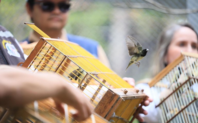 Centro de Triagem recebe animais silvestres entregues voluntariamente durante todo o ano