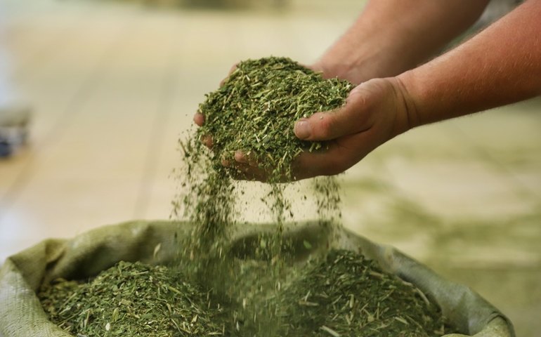 Angola, Coreia do Sul, México, Reino Unido e Rússia abrem mercados para produtos do Brasil