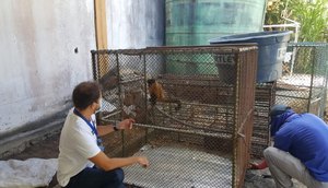macaco capturado
