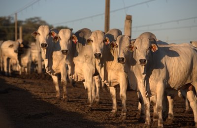 Rastreabilidade na pecuária: da gestão eficiente à conquista de valor e acesso a novos mercados