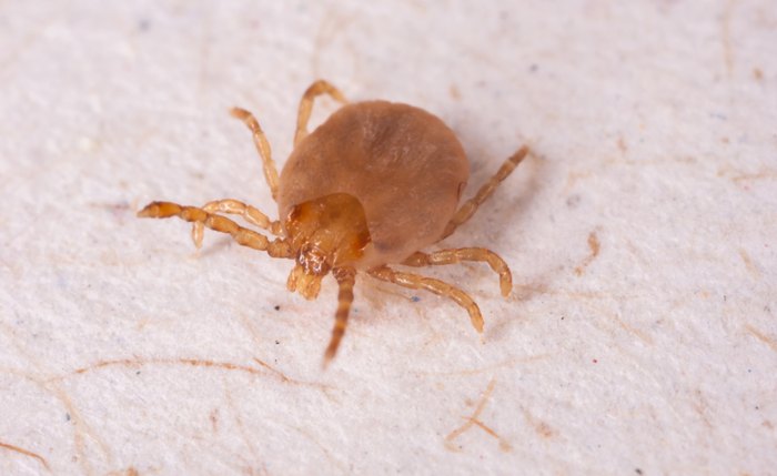 Febre-maculosa Febre-maculosa